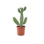 Polka Dot Begonia – Begonia Maculata 12cm Pot, thumbnail 9 of 9