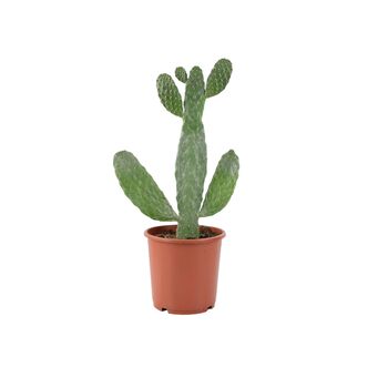 Polka Dot Begonia – Begonia Maculata 12cm Pot, 9 of 9