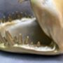 Gold Shark Mouth Bowl – Dish For Fruit, Nuts Or Décor Gift, thumbnail 6 of 9