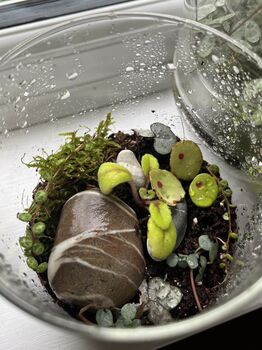 Houseplant Propagation And Terrarium Workshop For Two, Manchester, 9 of 11