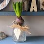 Fresh Hyacinth Bulb In Glass Vase, thumbnail 1 of 4