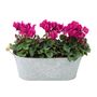 Purple Cyclamen Floral Gift In Metal Trough, thumbnail 2 of 3