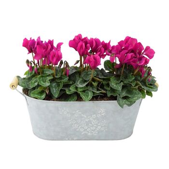 Purple Cyclamen Floral Gift In Metal Trough, 2 of 3