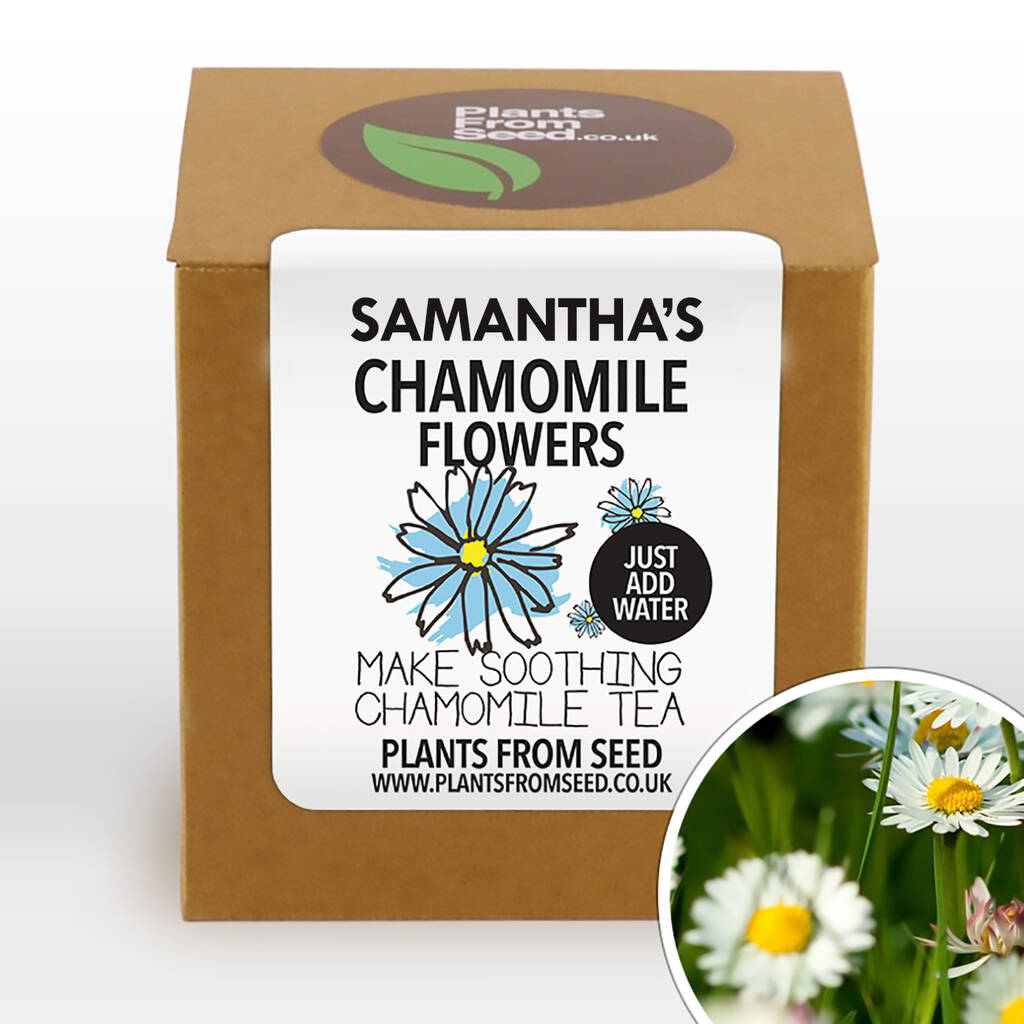 Complete Grow Your Own Chamomile Tea Plant By Plants From Seed.