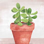 Jade Plant Illustrated Print, thumbnail 4 of 5