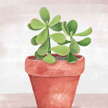 Jade Plant Illustrated Print, 4 of 5