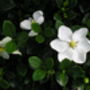 Gardenia Kleims Hardy Scented Plant Gift, thumbnail 1 of 2