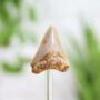 Juvenile Megalodon Tooth Bell Jar Real Authentic Jurassic Dinosaur Fossil Museum Quality Natural History Interior Design Home Decor Gift Ornament, thumbnail 2 of 5