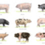 Limited Edition Pig Print. Gloucester Old Spot, thumbnail 2 of 2