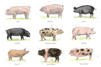 Limited Edition Pig Print. Gloucester Old Spot, 2 of 2