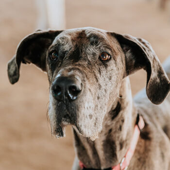 Funny Great Dane Silhouette Dog Card, 3 of 6