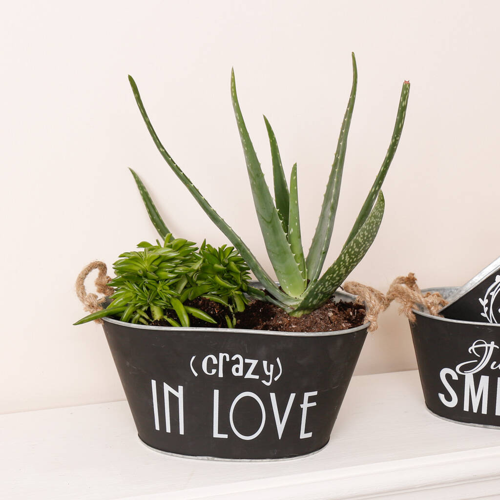 set of three contemporary tabletop planters by dibor