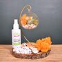 Diy Air Plant Terrarium Kit Hanging Terrarium Gift Orange Moss With Optional Gold Stand, thumbnail 5 of 6