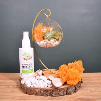 Diy Air Plant Terrarium Kit Hanging Terrarium Gift Orange Moss With Optional Gold Stand, 5 of 6