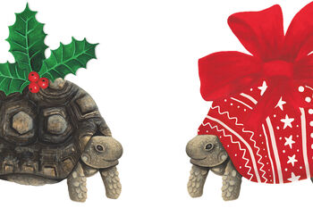 Christmas Tortoise Christmas Cards, 10 of 11