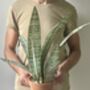 Artificial Potted Sansevieria Medium, thumbnail 5 of 8