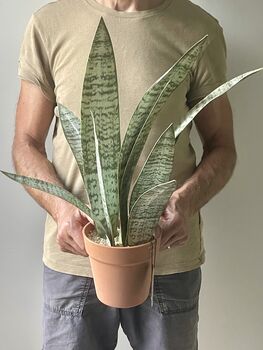 Artificial Potted Sansevieria Medium, 5 of 8