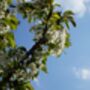 Cherry Tree, 'Summit', thumbnail 5 of 12