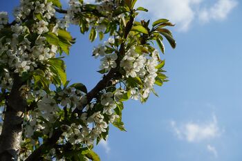 Cherry Tree, 'Summit', 5 of 12