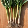 Grow Your Own Spring Onion Seeds Gift Set, thumbnail 4 of 4