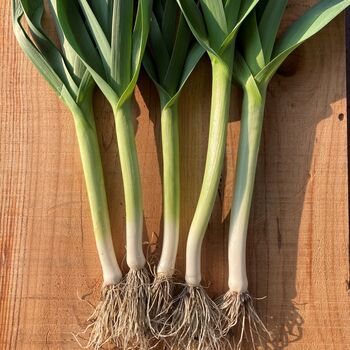 Grow Your Own Spring Onion Seeds Gift Set, 4 of 4
