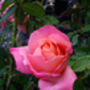 Rose 'Lovely' Lady, Mothers Day Rose Gift, thumbnail 2 of 2