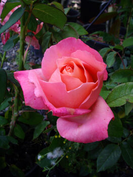 Rose 'Lovely' Lady, Mothers Day Rose Gift, 2 of 2