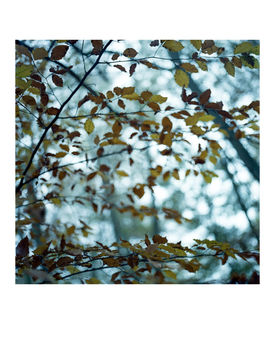 Autumn Leaves, Thornham Walks, Art Print, 5 of 7