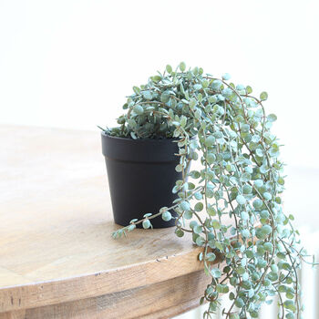 Grey Wash String Of Pearl Plant, 4 of 4