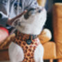 Spiced Honey Leopard Dog Collar, thumbnail 3 of 4