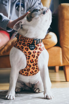 Spiced Honey Leopard Dog Collar, 3 of 4