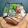 Black Geometric Terrarium Kit With Succulent, thumbnail 2 of 11