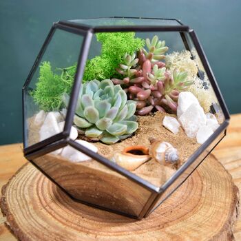 Black Geometric Terrarium Kit With Succulent, 2 of 11