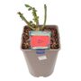 Ruby Wedding Rose Dark Red Blooms In5.5 L Pot, thumbnail 2 of 7