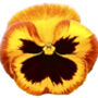 Flowers Pansy 'Fire Surprise' Six X Plant Pack, thumbnail 1 of 5