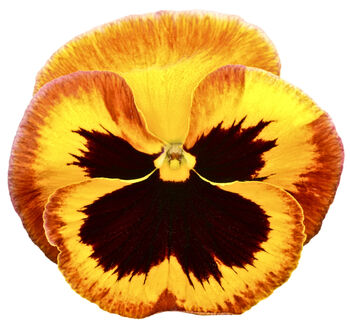 Flowers Pansy 'Fire Surprise' Six X Plant Pack, 5 of 5