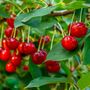 Fruit Tree Cherry 'Morello' One X 10 Litre Pot, thumbnail 4 of 6