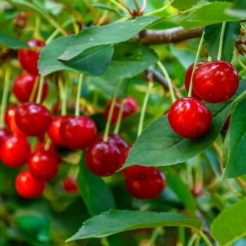 Fruit Tree Cherry 'Morello' One X 10 Litre Pot, 4 of 6