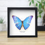 Adonis Morpho Insect Bug Moth Butterfly Box Frame Entomology Taxidermy Interior Design Modern Home Decor Wall Hanging Display Gift Ornament, thumbnail 1 of 3