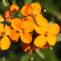 Flowers Wallflower 'Orange' Six X Plant Pack, thumbnail 1 of 6