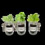 Personalised Indoor Veg Jar Garden Kit, thumbnail 3 of 7
