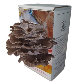 Ready To Grow Oyster Mushroom Growing Kit, 6 of 9