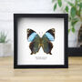 Regal Blue Begum Moth Butterfly Entomology Taxidermy Box Frame, thumbnail 1 of 3