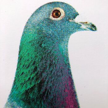 Columba Livia Domestica Pigeon Print, 3 of 5