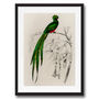 Vintage Quetzal Green Bird Wall Art Print, thumbnail 4 of 4