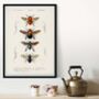 Framed Bees, Different Bees Scientific Print, thumbnail 1 of 6