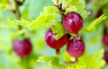 Gooseberry Plants, 'Hinnonmaki Red', 2 of 8