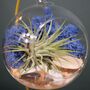 Diy Air Plant Terrarium Kit Hanging Terrarium Gift Blue Moss With Optional Gold Stand, thumbnail 3 of 7