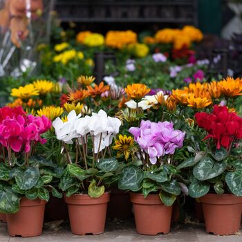 Cyclamen Winfall Mix Three X 10.5cm Pots, 6 of 6