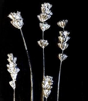 Collection Of Three Monochrome Dried Flower Art Prints, 2 of 9
